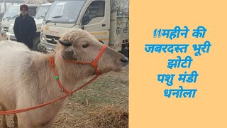 11 महीने की जबर्दस्त भूरी झोटी। Perfect Brown Heifer at Pashu mandi dhanaula। jbs video। [upl. by Ayna]