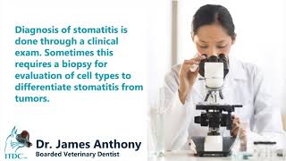 Difference between gingivitis and stomatitis in Cats [upl. by Evets]