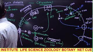 CELL SIGNALING II SIGNAL TRANSDUCTION II CELL BIOLOGY II CSIRNET LIFESCIENCE [upl. by Emiatej]