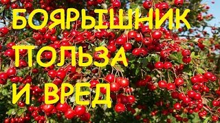 Боярышник полезные свойства и противопоказания [upl. by Caddaric]