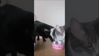 LUNCH TOGETHER IS CHAOS CAT ASMR [upl. by Ludewig]