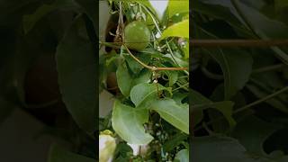 plants pation fruit jasnas world please like share subscribe [upl. by Octavia727]