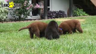 Beautiful Newfoundland Puppies [upl. by Lapo]