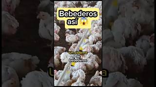 😱 Sistema de bebederos para pollos de Engorde ✍🏼 pollosdeengorde shorts [upl. by Prentiss655]