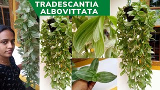 Tradescantia fluminensis albovittata wandering jew💚First out of Five💚Variety hanging plants💚😍 [upl. by Nageek]