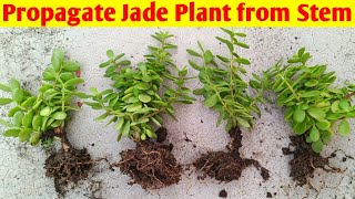 Propagate Jade plant from stem  Grow Jade plant from Cuttings  crassula ovata plant propagation [upl. by Ridan]