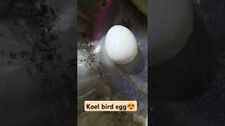 Koel bird egg🤤👍  short  short video💞♥️🥰 [upl. by Odranar86]