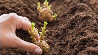 PLANTING POTATOES  If you do this you will have tons of potatoes [upl. by Kone]