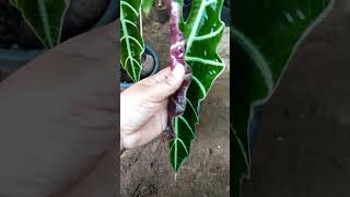 Alocasia Amazonica  Polly Plant beautiful newleaves [upl. by Meingoldas]