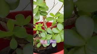 Jade Plant 🪴  Houseplant  indoor plant  trending aeshthetic shorts ytshorts aesthetic [upl. by Airalav227]