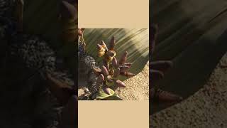 Welwitschia biology botany bsc easylearning msc study learn trending viral gymnosperms [upl. by Neelrac]