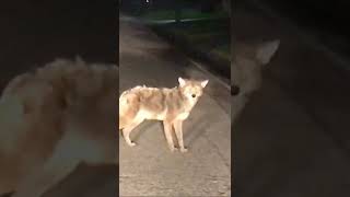 Coyote Encounter in Florida A Rare Sight amp Safety Reminder [upl. by Trix]