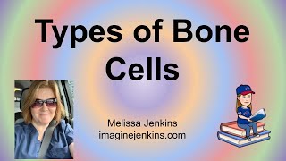 Three Types of Bone Cells [upl. by Acirrehs]