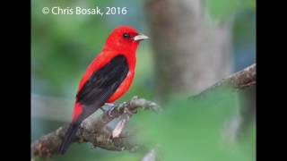 Scarlet Tanager singing [upl. by Barrada]