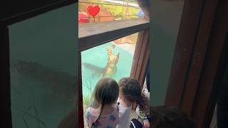 Butterfly Creek New ZealandFun Activities for kids in Auckland 🦋 shorts youtubeshorts [upl. by Kire]