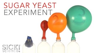 Sugar Yeast Experiment  Sick Science 229 [upl. by Enelyk]