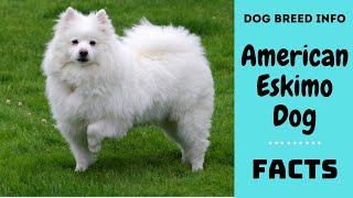 American Eskimo Dog breed All breed characteristics and facts about American Eskimo dog [upl. by Isidoro361]