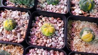 Astrophytum Variegated Cactus [upl. by Frechette]