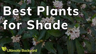 5 Stunning FullShade Loving Plants [upl. by Mandell]