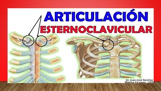 🥇 ARTICULACIÓN ESTERNOCLAVICULAR ¡Anatomía Rápida y Sencilla [upl. by Erait232]