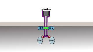 The JAKSTAT pathway [upl. by Stewart]