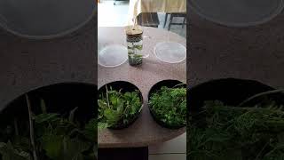 Storing mint and coriander leaves in the fridge [upl. by Lemire]