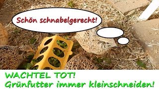 Wachtelfarm 113  Wachtel tot Grünfutter immer kleinschneiden [upl. by Hulbard776]