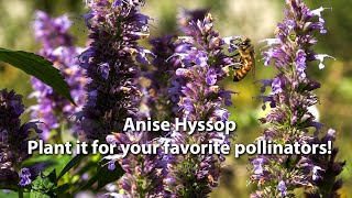 Hyssop For Honey Bees Hyssop Agastache provides nectar for bees from June through October [upl. by Artcele565]