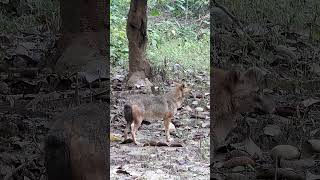 Golden Jackal in India shorts [upl. by Anirol]