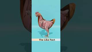 anda murgee ke pet mein kaise banta hai facts 3danimation shorts [upl. by Raval626]