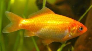 My Goldfish in Cold water fish tankGoldfisch im Aquarium 11 [upl. by Savell]