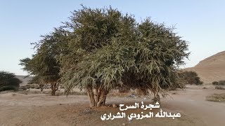 زهور شجرة السرح Maerua crassifolia Forssk تكاثر السرح [upl. by Arabela4]