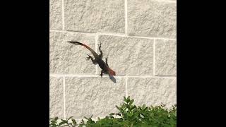 Invasive Agama Lizards Invading Parts of Southern Florida [upl. by Lurline]