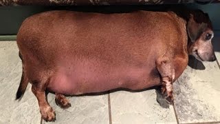 After Years of Eating Fast Food Rescued Obese Daschund is Losing Weight [upl. by Ahseinet]