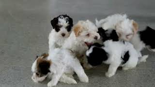 Havanese Puppies For Sale [upl. by Wallraff]