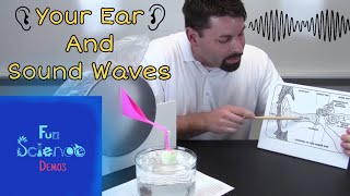 Your Ear and Sound Waves [upl. by Herates378]