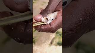 Creepy Parasite That Lives in the Mouth 🐟🪱 Cymothoa Exigua animals nature wildlife [upl. by Joane823]