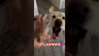 Angry Labrador gentle Rottweiler attack DA CLAW dog theclaw labrador rottweiler funny cute [upl. by Born]