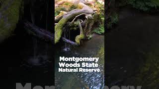 Stunning old growth giants  Montgomery Woods State Natural Reserve redwoodtrees [upl. by Bundy]