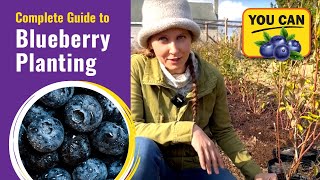 Complete Guide to Blueberry Planting  plant right and pick a ton of berries [upl. by Devlin]