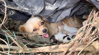 stray dog mother carries her newborn pup to the person who feeds herseeking help for her other pups [upl. by Todd]