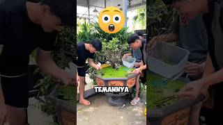 Orang Orang Ini Terkejut Melihat Kolam Ikannya Menjadi Sangat Buruk ‼️😱shorts [upl. by Oswell405]