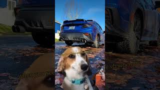 This is a funny dog meme comedy funny 2022wrx vbwrx trending viralvideo fyp [upl. by Notsruht]