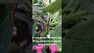 Planta tropical de adorables flores Kohleria amabilis plantas floresexoticas jardin [upl. by Trevorr303]