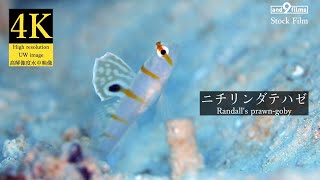 【4K 水中映像】ニチリンダテハゼ  Randalls prawngoby Amblyeleotris randalli [upl. by Sweatt]