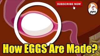 How EGGS Are Formed Inside The Chicken [upl. by Izaak]