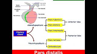 Histology of Pituitary Gland Dr Amal Mohamed Moustafa [upl. by Larissa]