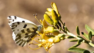 Bladderpod Lacy Phacelia Cluster  Inland Native Garden  Ep14 [upl. by Ettenyl]