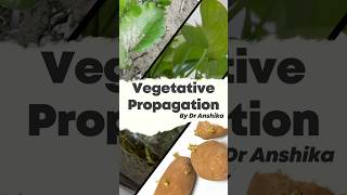 Vegetative Propagation Explained Natures Way of Plant Reproduction 🌱 [upl. by Bor264]