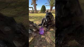 This baboon does NOT share her food 😂 funny animals animallover wildlife [upl. by Alice]